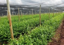 "Резать, рвать, крутить": секреты чайного производства из Кении