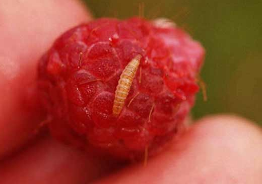 Как удалить червячков из малины