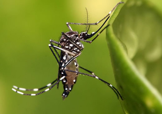 Что делать если покусали комары