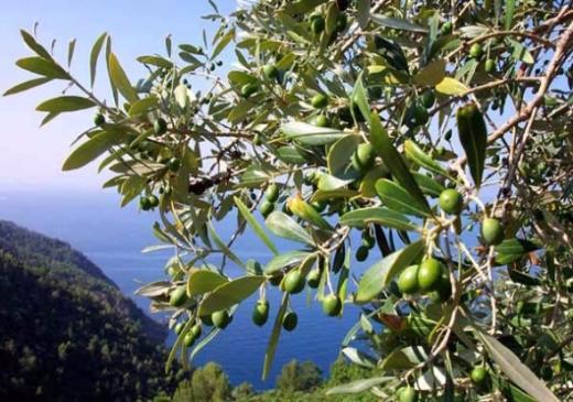 Чем маслины отличаются от оливок?
