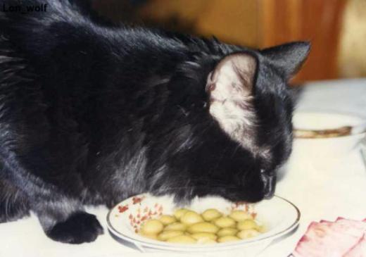 Кошка любит оливки: кормить или запретить?