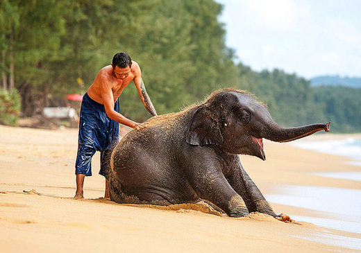 Дикие слоны Таиланда