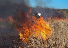 Экологи рассказали о вреде сжигания рисовой соломы для россиян