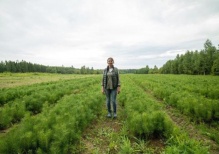 В Волгоградской области посадят лес, чтобы уменьшить последствия изменения климата