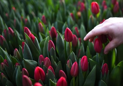 Время тюльпанов: какие цветы подарили россиянкам на 8 марта