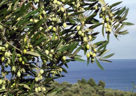 Лучшие оливки, выращенные в Италии