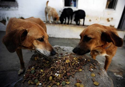 «Лента» передала 1,2 тонны корма фонду помощи бездомным животным