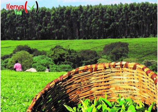 Кенийский чай и секреты весеннего преображения