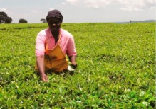 Ручная сборка: маленький секрет большого успеха Кении в производстве чая
