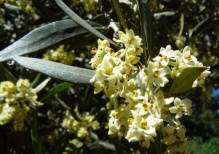Что нам известно об оливках?