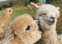Заряд позитива и доброты – на летнем Alpaca Well being Fest