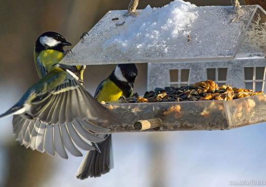 Зачем подкармливать городских птиц зимой