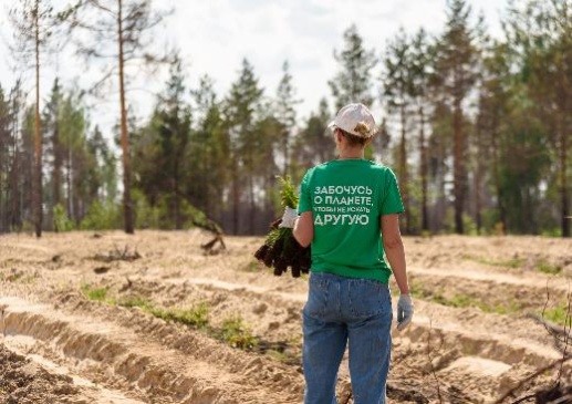 В Нижегородской области высадили 6000 сосен для восстановления сгоревшего лесного массива
