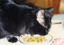 Кошка любит оливки: кормить или запретить?