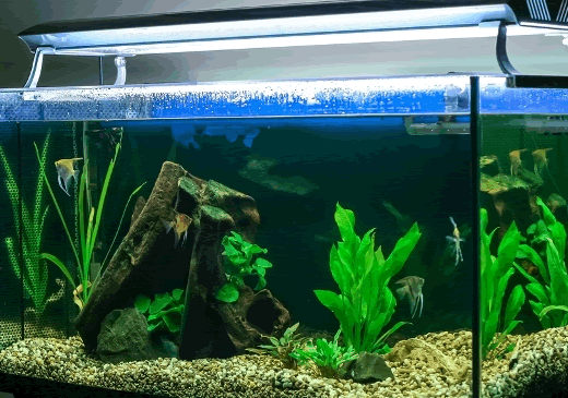 Создаем аквариум для дома
