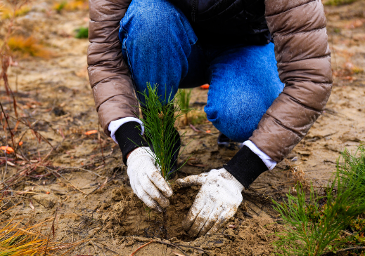 РусКлиматФонд объявляет о старте весеннего сезона посадок деревьев