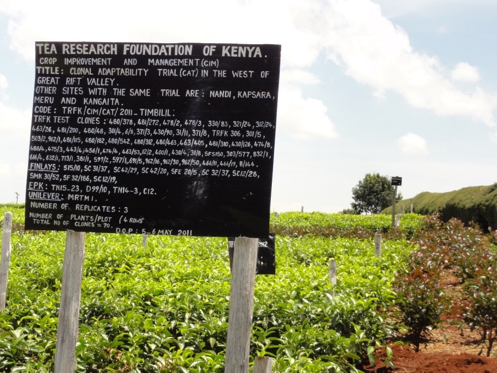 Кенийские фермерские чайные плантации